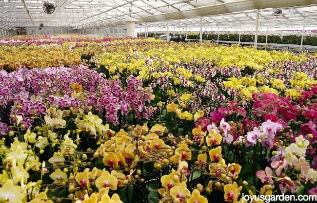 thousands of orchids in a greenhouse