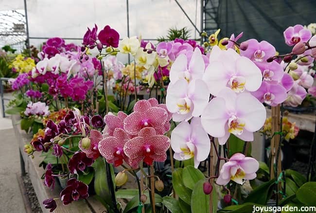 Lots of Phalaenopsis Orchids in different colors and varieties on display the greenhouse