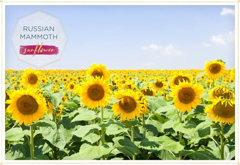 a field filled with sunflower russian mammoth these are big yellow petals sunflowers