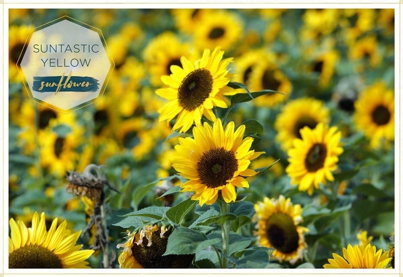 a field full of sunflower-suntastic-yellow