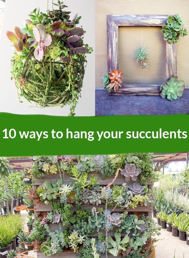 10 Ways To Hang Your Succulents