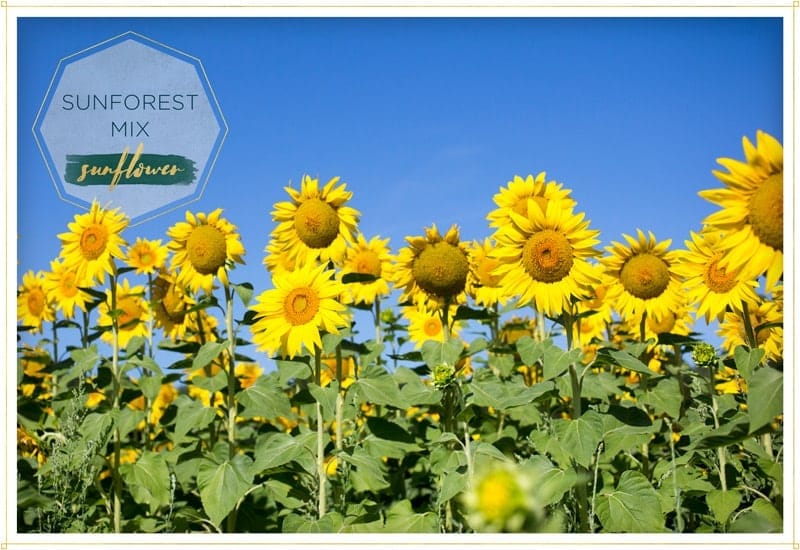 a row of sunflowers sunforest mix against a clear blue sky