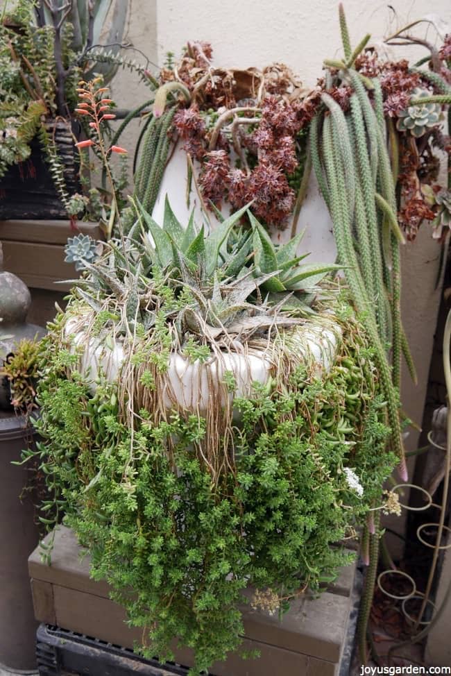 talk about succulents planted in unusual containers check this old toilet filled with succulents in the vase and the cistern