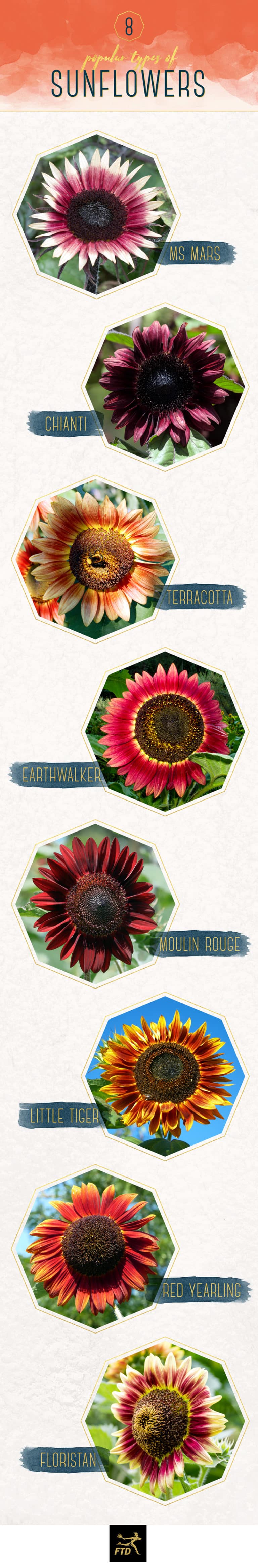 15 Stunning Types Of Sunflowers