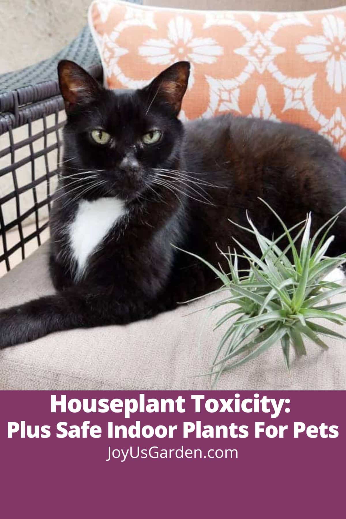 A black & white tuxedo cat on outdoor chair laying next to air plant text reads Houseplant Toxicity: Plus Safe Indoor Plants For Pets joyusgarden.com.