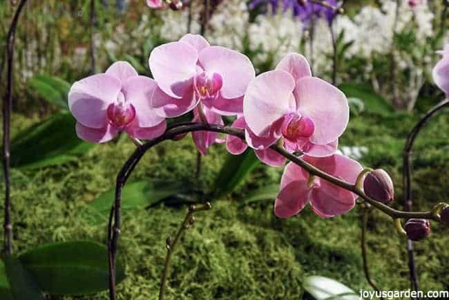 close up of magenta phalaenopsis orchid in bloom_new