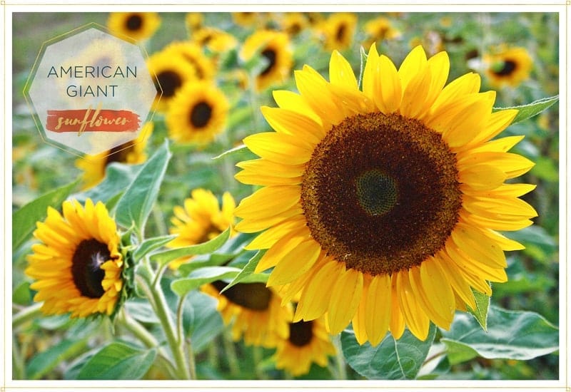 close up of sunflower-american-giant you can see lots of blurry ones in the background