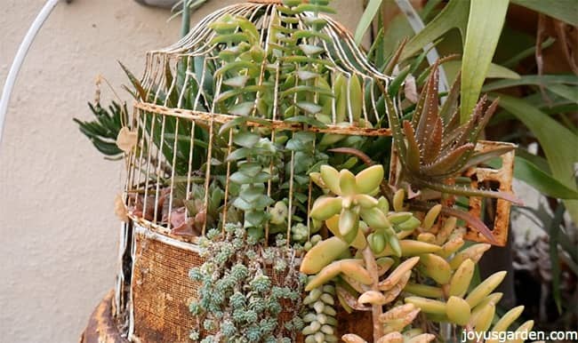 closeup picture of different succulents planted inside an old bird cage