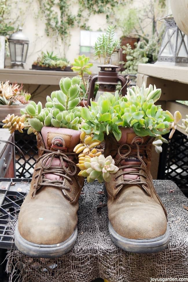 old pair of brown male hiking boots filled with succulents