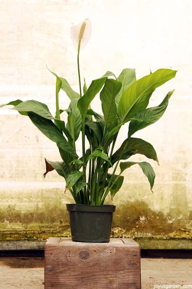 a white peace lily spathiphyllum in bloom there is one white flower