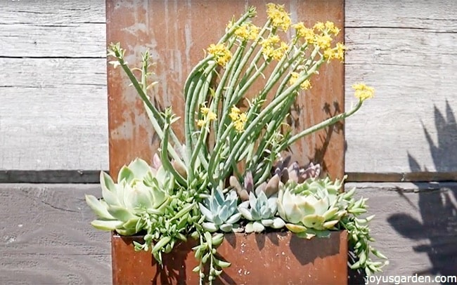 rustic yet modern metal wall planter filled with succulents