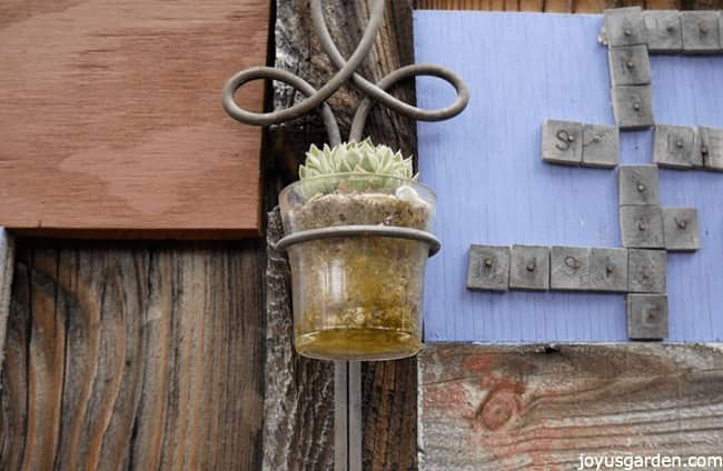 succulent planted inside a gass candle holder attached to the wall