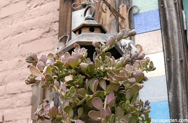 succulents planted in an old traditional lantern