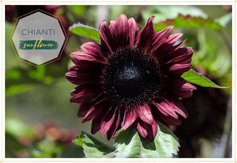 sunflower chianti has burgundy petals and almost black center this is a picture of a single flower