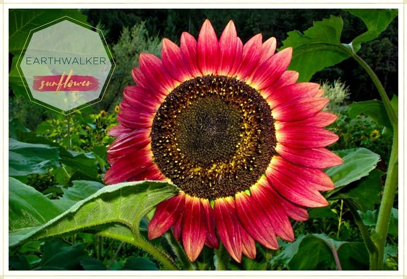 sunflower earthwalker has red petals that become yellow at the tip where it attaches to the center this is a gorgeous colorful one