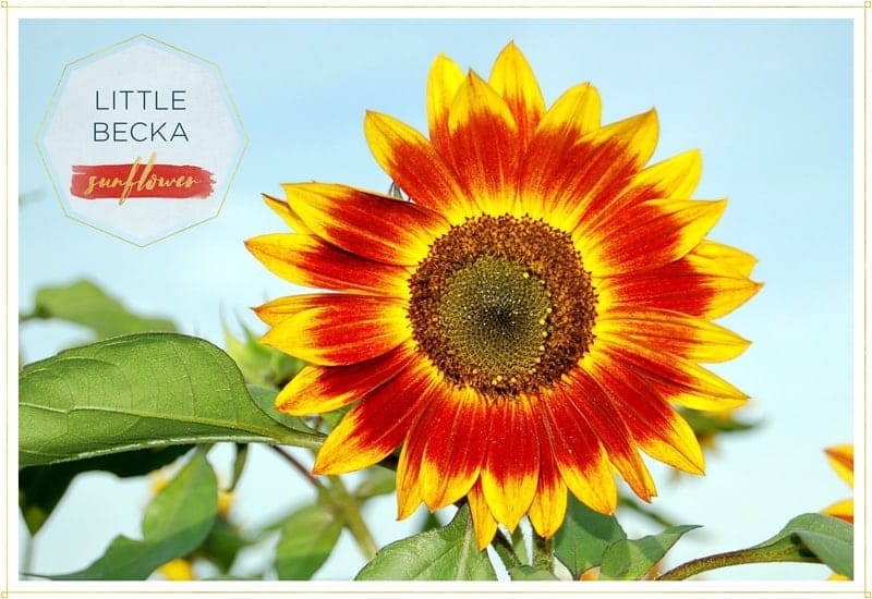 sunflower little becka has ombre petals from yellow to red ba