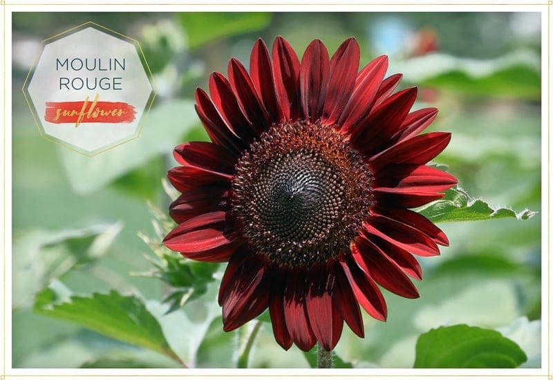 sunflower moulin rouge has velvety deep red petals and a blackish red center