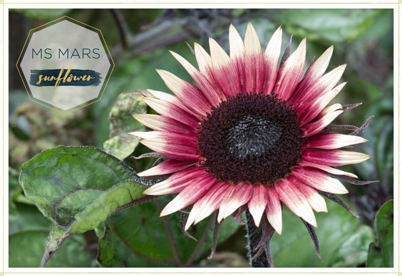 sunflower ms mars has ombre petals from red to white the center of the flower is almost black