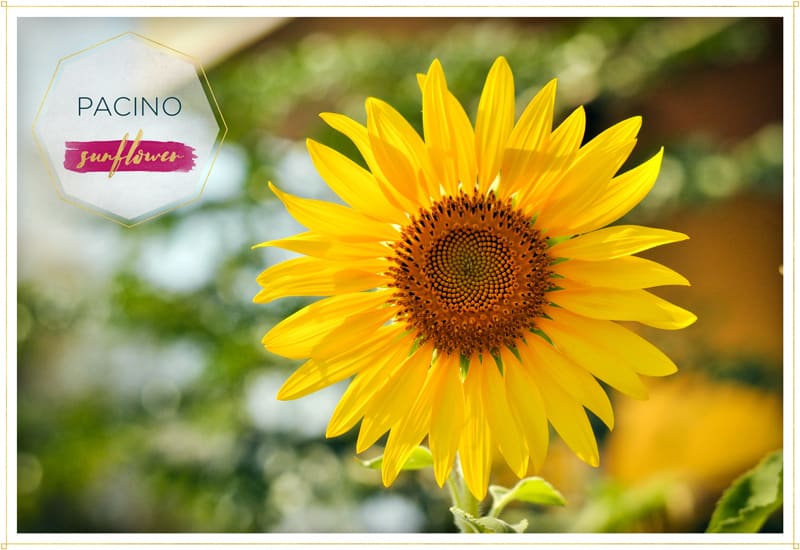 sunflower pacino closeup this one is on the smaller side its petals are bright yellow and its center is mustard yellow