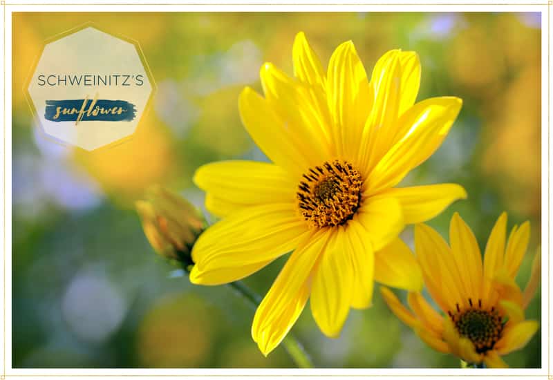 sunflower schweinitzs is on the smaller side and its center is quite small also its petals are bright yellow