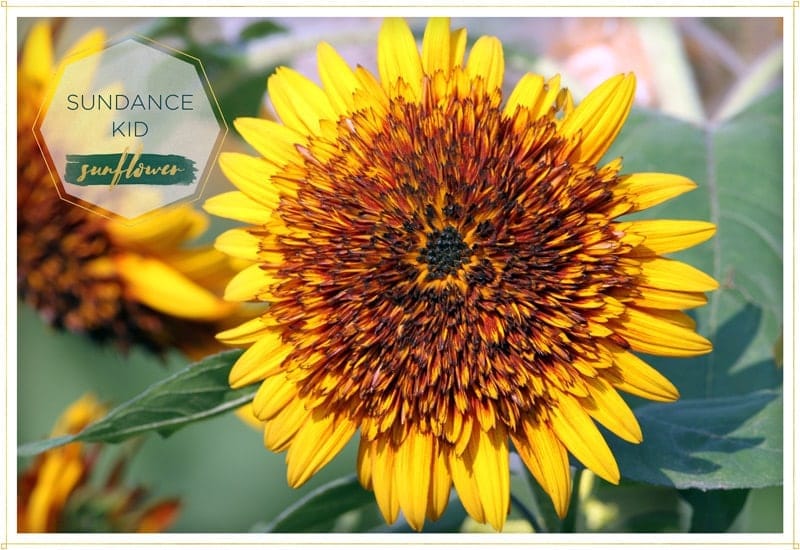 sunflower sundance kid has quite the unusual look with juxtaposes petals that goes from yellow to orange to brown