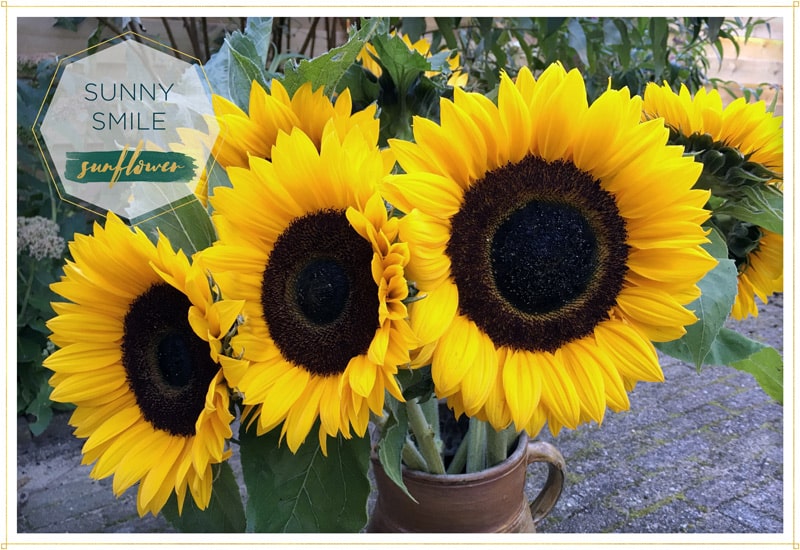 sunflower-sunny-smile has a big brown center with smaller petals that are bright yellow pictured here are three of them