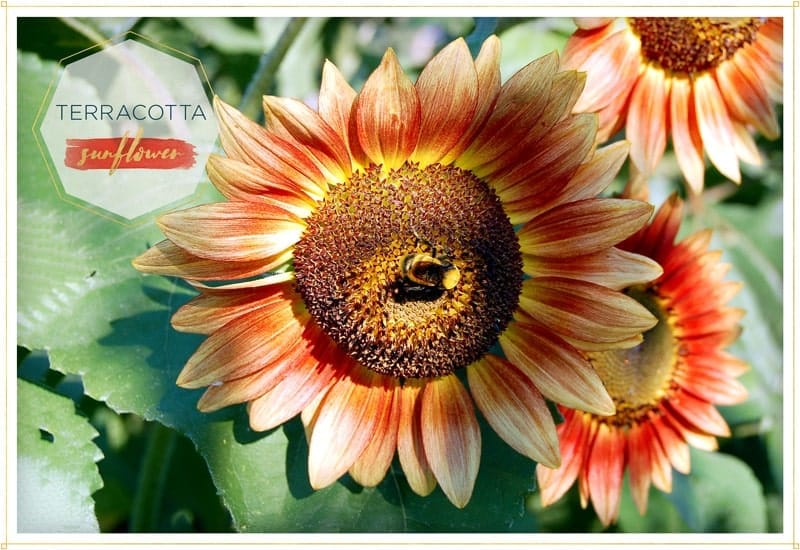 sunflower-terracotta has terracota petals with yellow tips and a brown-yellow center this one is on the bright sun