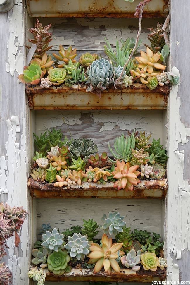 three rows of gutters planted with succulents they create a gorgeous display