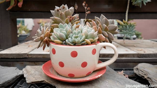 various succulents planted inside a white and red polka dots mug