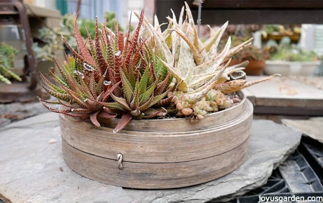 various succulents planted inside of a bamboo vegetable steamer