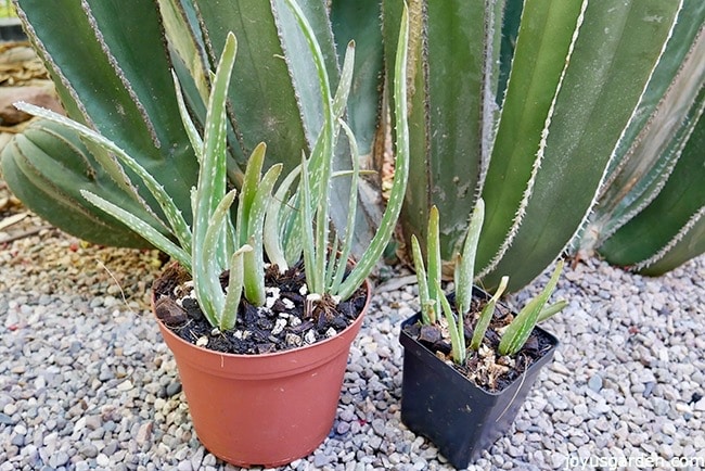 2 grow pots with multiple aloe vera pups in each sit at the base of a large cactus