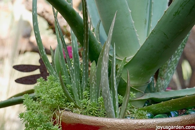 close up of an aloe vera plant with many pups babies at the base