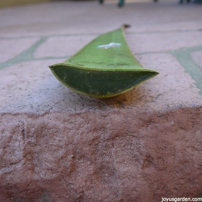 Aloe Vera An Easy Care Succulent To Grow As A Houseplant