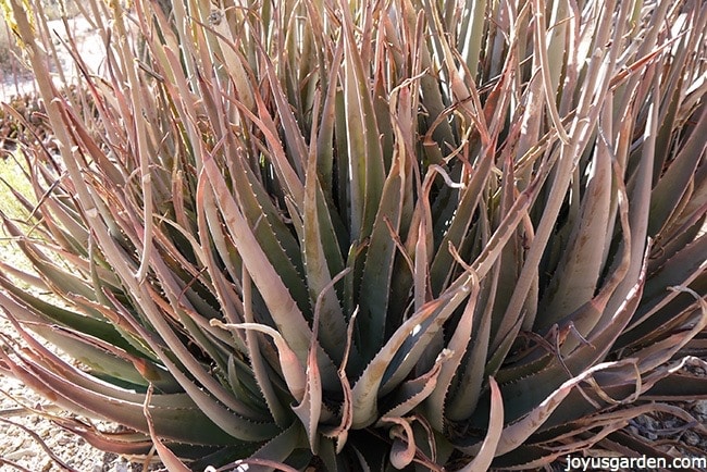 an aloe vera plant growing outdoors turning reddish brown due to too much sun