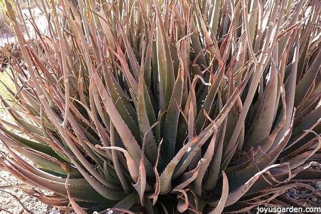 Aloe Vera An Easy Care Succulent To Grow As A Houseplant