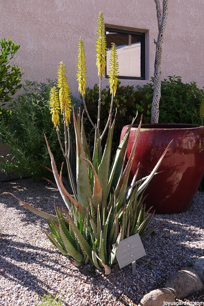 an aloe vera plant growing outdoors with tall yellow flowers in front of a large red pot