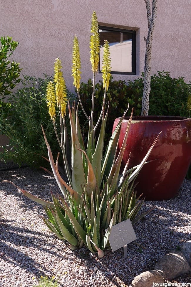 Aloe Vera An Easy Care Succulent To Grow As A Houseplant