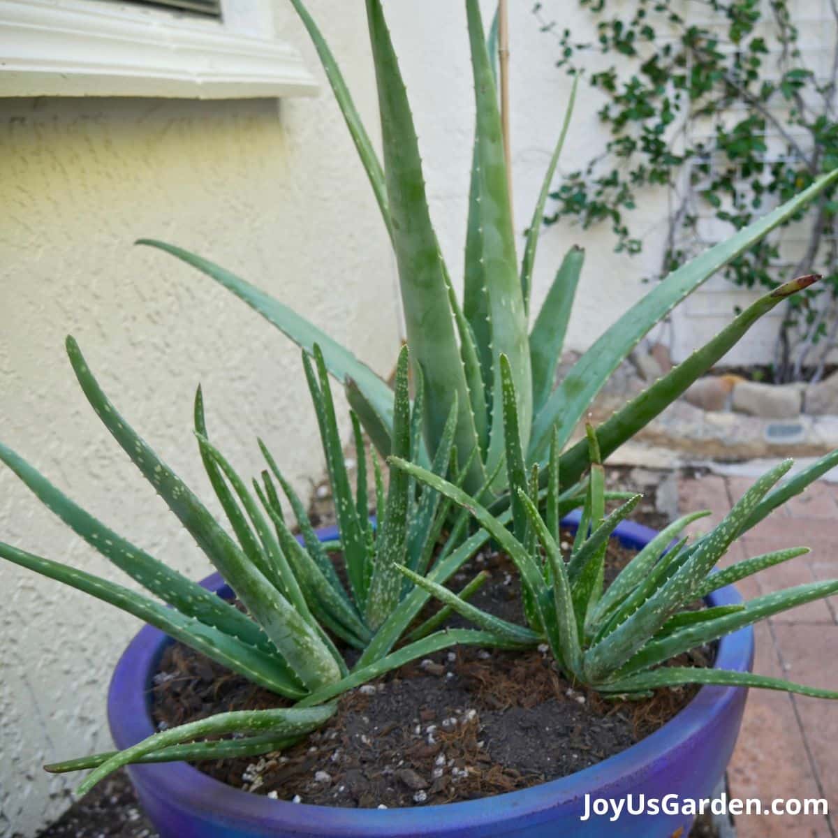 Aloe vera growing outdoors in blue pot pups are planted in same pot as the mother plant. 