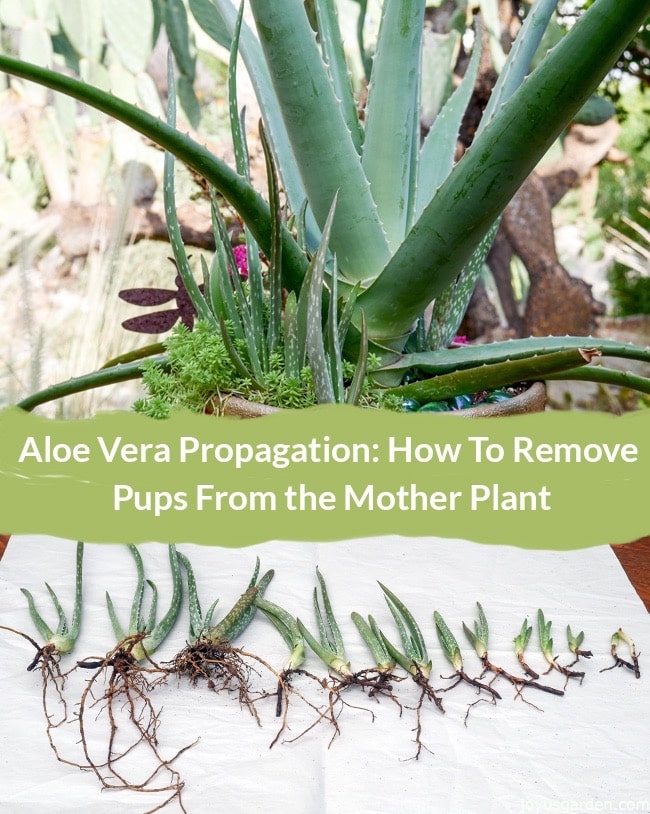 A collage with 2 photos showing an aloe plant & aloe vera pups with roots exposed. the text reads aloe vera propagation: how to remove pups from the mother plant joyusgarden.com.