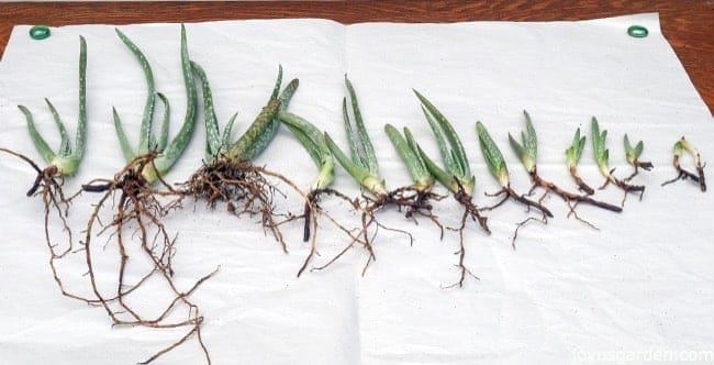 Aloe vera pups with roots are lined on on a piece of white paper on a work table. some of the Aloe vera pups are big & some are small.