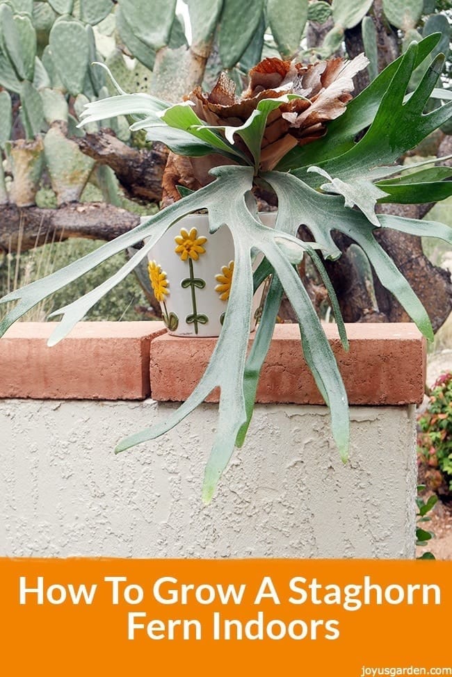 How To Grow Staghorn Fern Indoors