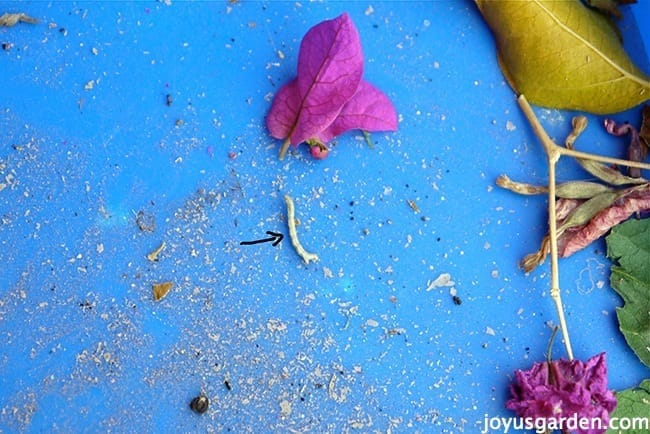 a bougainvillea looper caterpillar which chews bougainvillea