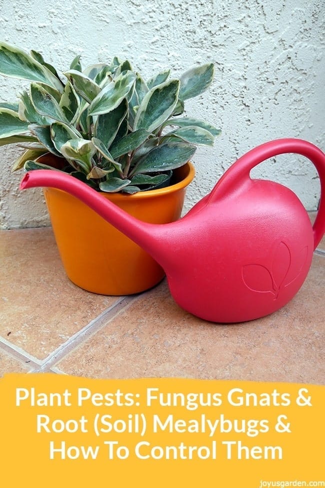 How to Get Rid of Fungus Gnats in My Plants - Growing Joy with Maria