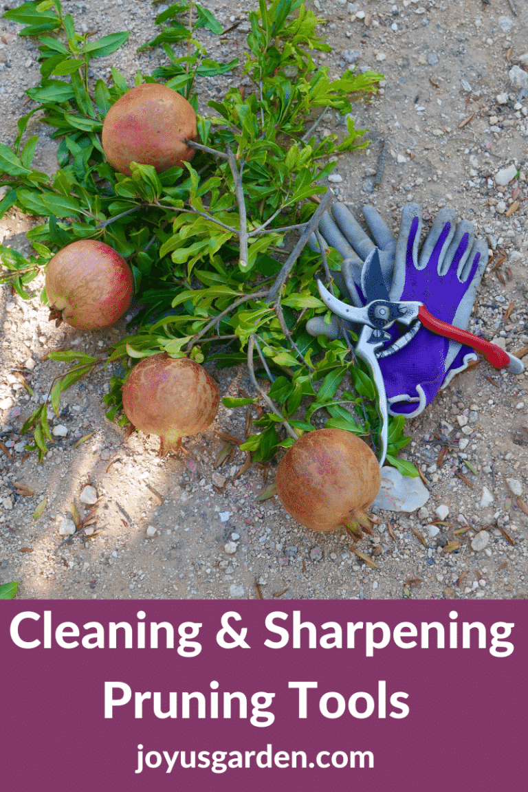 Gardening Shears: How To Clean & Sharpen Pruners