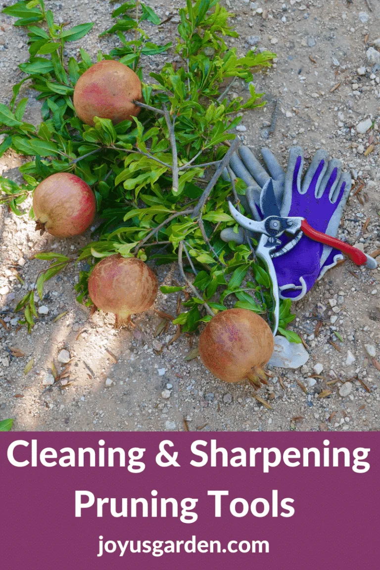 Felco hand pruners & purple garden gloves lay next to cut pomegranate branches the text reads cleaning & sharpening pruning tools joyusgarden.com.