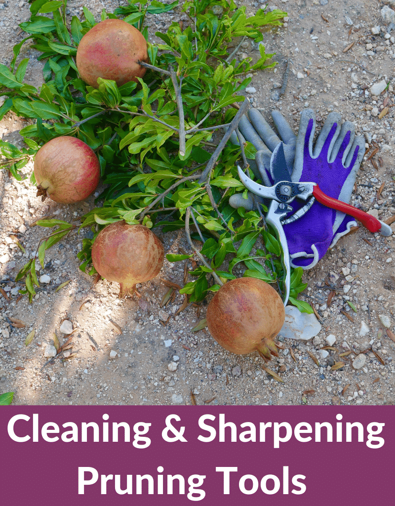 Felco hand pruners & purple garden gloves lay next to cut pomegranate branches the text reads cleaning & sharpening pruning tools joyusgarden.com.