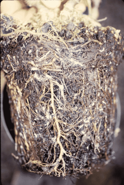 primer plano de una bola de raíces con cochinillas de raíz