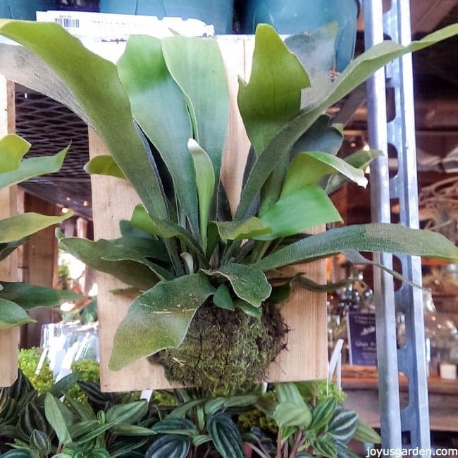 How To Grow Staghorn Fern Indoors