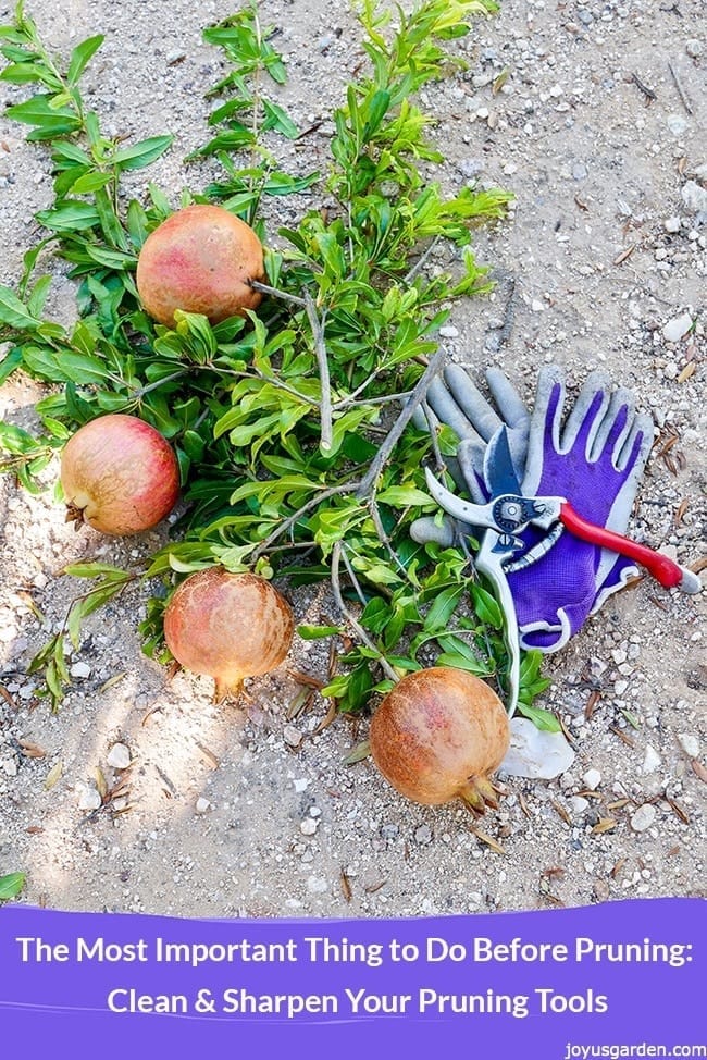 a pair of felco pruners rest on top of purple gardening gloves there's a graphic below that reads the most important thing to do before pruning Clean And Sharpen Your Pruning Tools