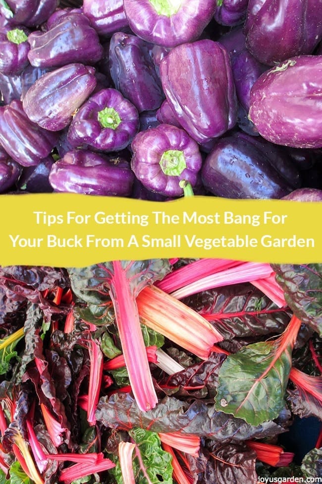Tips For Getting The Most Bang For Your Buck From A Small Vegetable Garden